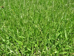 Urochloa ciliatissima