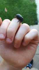 Pentodon bidens punctatus