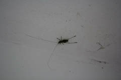 Conocephalus hastatus