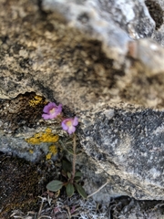 Chaenorhinum