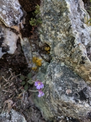 Chaenorhinum
