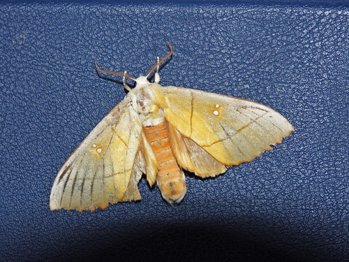 Euhampsonia cristata