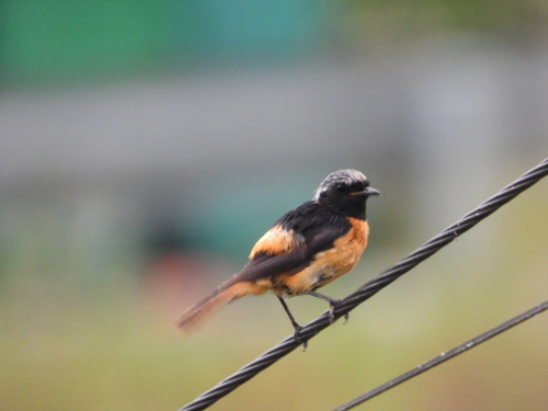 Daurian Redstart