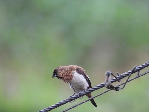 White-rumped Munia