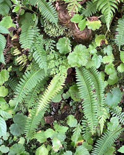 Blechnum amabile iNat (3)