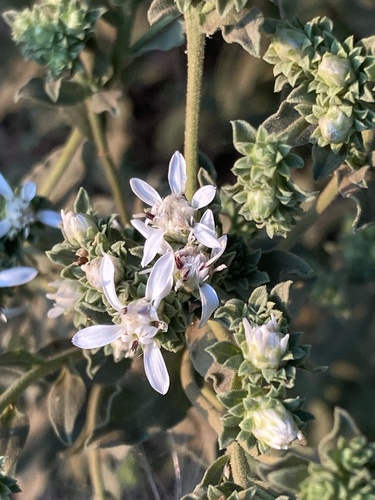 Image of Sericocarpus oregonensis by (c) Adam J. Searcy, some rights reserved (CC BY)