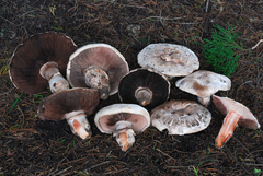 Agaricus bernardii image