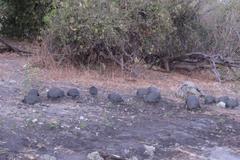 Numida meleagris mitratus