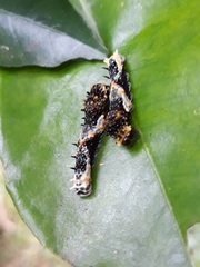 Heraclides hectorides