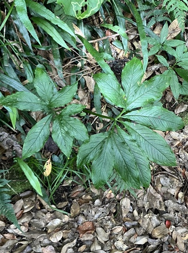 Arisaema hatizyoense iNat (3)