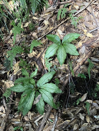 Arisaema hatizyoense iNat (2)