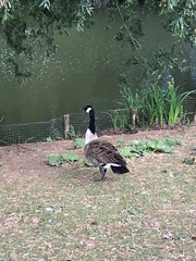 Branta canadensis