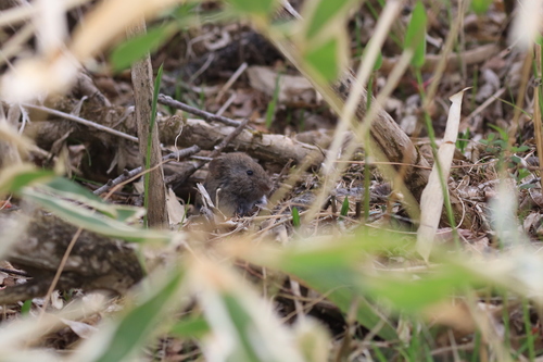 Japanese Grass Vole (Alexandromys montebelli) — Least Concern Mammalia