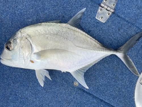 Giant trevally