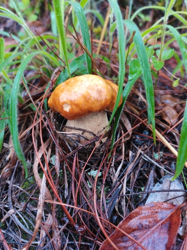 King Bolete