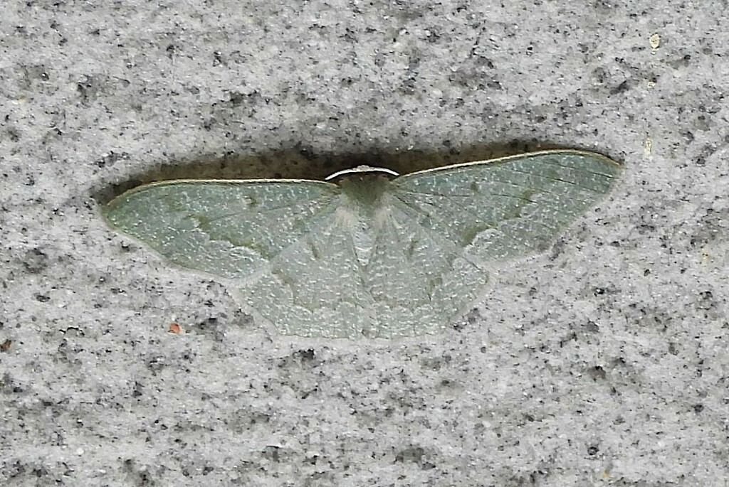 Maxates glaucaria