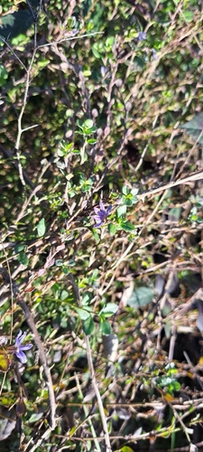 Image of Scaevola aemula by (c) Liam southwell, some rights reserved (CC BY)