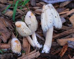 Coprinellus flocculosus image