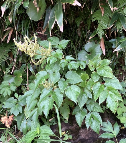 Astilbe hachijoensis iNat (3)