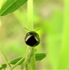 Coptosoma scutellatum