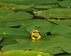 Nuphar pumila