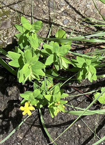 Hypericum hachijyoense iNat (1)