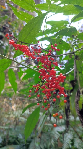 Sambucus chinensis iNat (2)