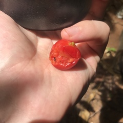 Malpighia glabra