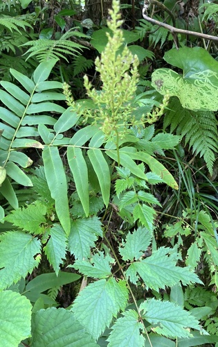 Astilbe hachijoensis iNat (1)