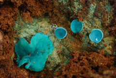 Chlorociboria aeruginascens image