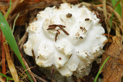 Amanita magniverrucata image