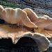 Laetiporus gilbertsonii pallidus - Photo (c) Sarah DeLong-Duhon, some rights reserved (CC BY), uploaded by Sarah DeLong-Duhon