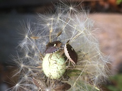 Holcostethus sphacelatus