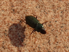 Harpalus affinis
