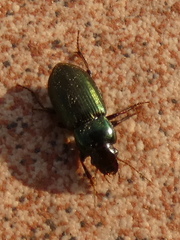 Harpalus affinis