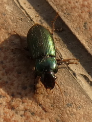 Harpalus affinis