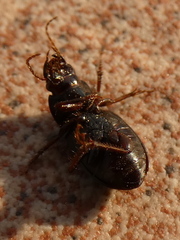Harpalus affinis