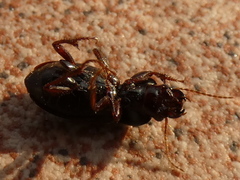 Harpalus affinis