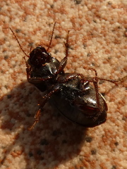 Harpalus affinis