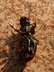 Harpalus affinis