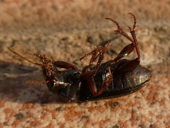 Harpalus affinis