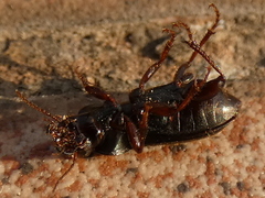 Harpalus affinis