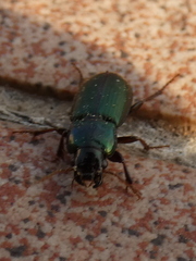 Harpalus affinis
