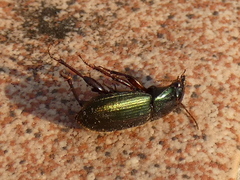 Harpalus affinis