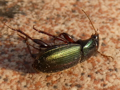 Harpalus affinis