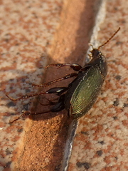 Harpalus affinis