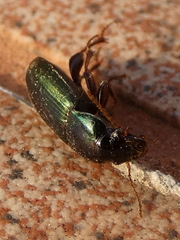 Harpalus affinis