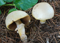 Agaricus arvensis image