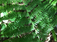 Athyrium