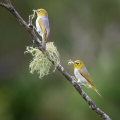 Silvereye photo 2
